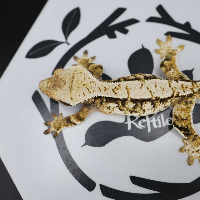 Normal Tri Quad Pinstripe White Spot Extreme Harlequin