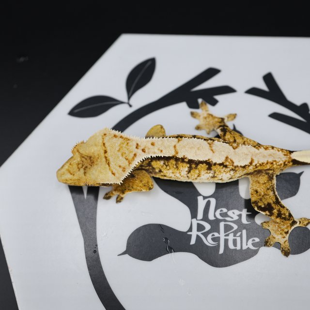 Tri Extreme Harlequin White Pin White Spot Normal