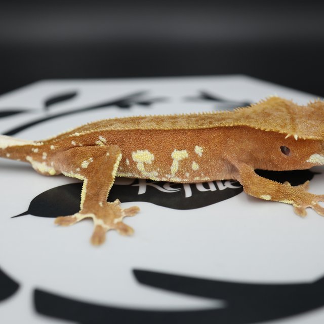 Red Bi Phantom Patternless White Porthole