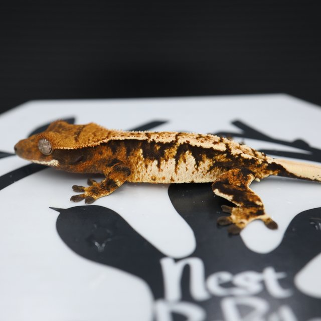 노멀 트라이 텐저린 화이트스팟 익스트림할리퀸