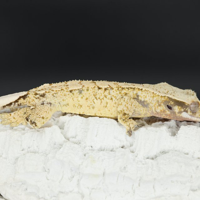 Normal Tri Drippy White Spot Extreme Harlequin White Pin