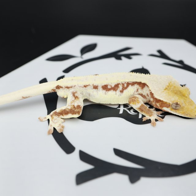 White Spot White Pin Drippy Red Lilly White