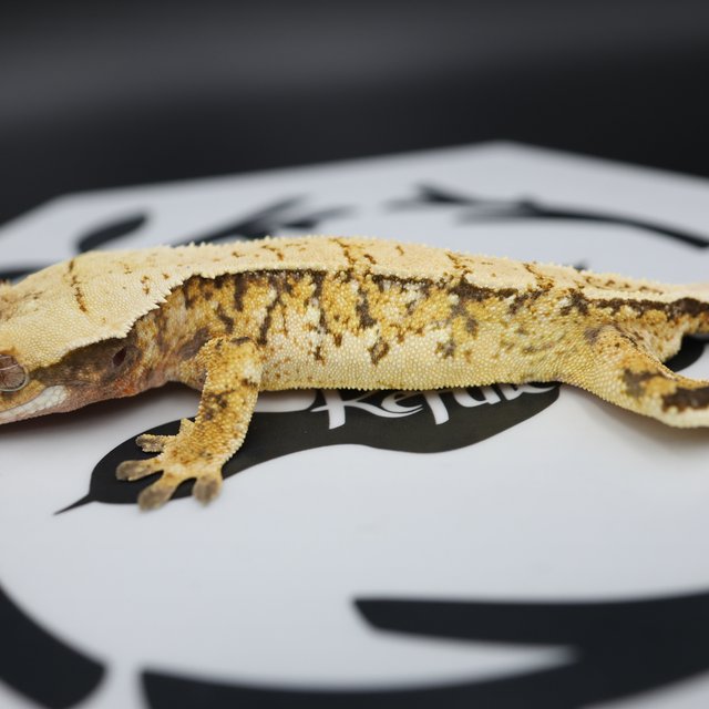 Normal Tri Full Pinstripe Pinstripe White Spot White Pin