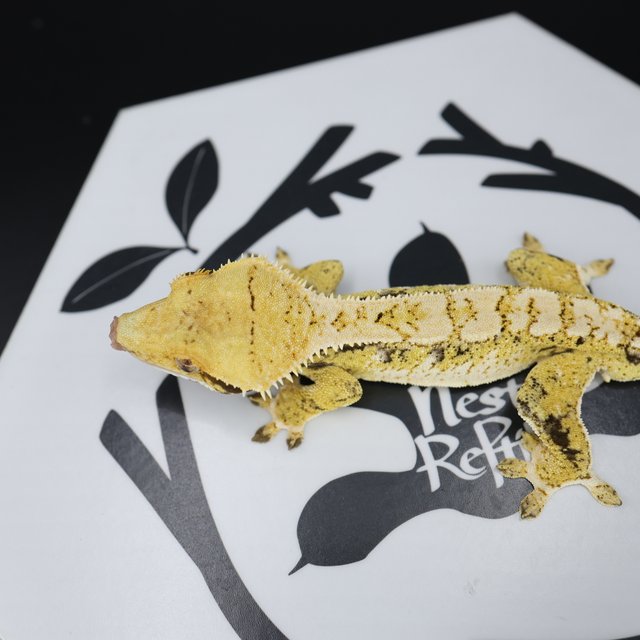 Tri Extreme Harlequin White Pin White Spot Normal