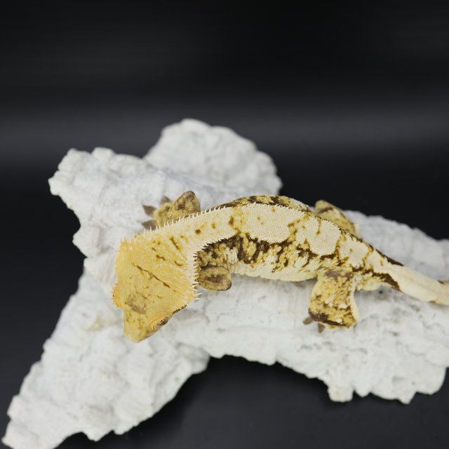 Tri Extreme Harlequin White Spot White Pin White Crown