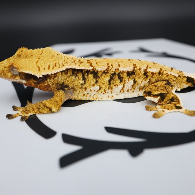 Normal Tri Extreme Harlequin White Spot