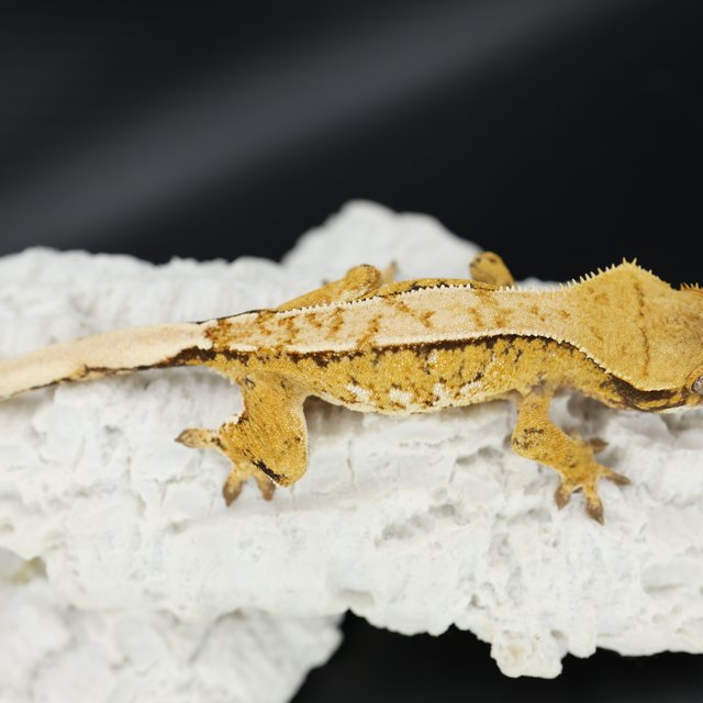 트라이 익스트림할리퀸 화이트핀 화이트스팟