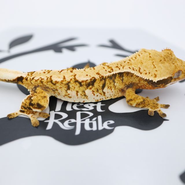 Normal Tri White Spot Extreme Harlequin White Pin