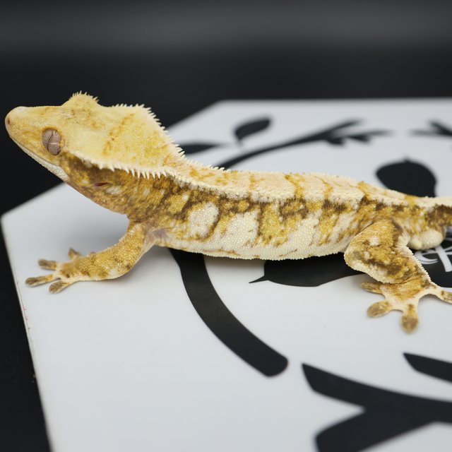 Normal Tri Quad White Spot Pinstripe Extreme Harlequin