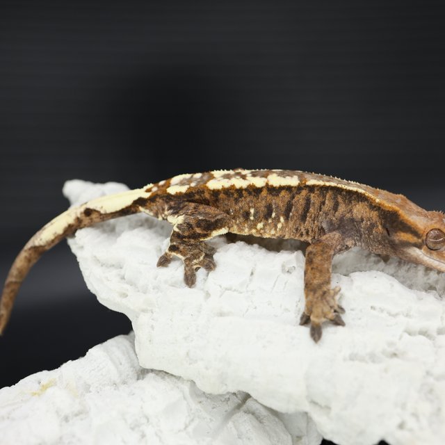 카푸치노 트라이 화이트핀 화이트스팟