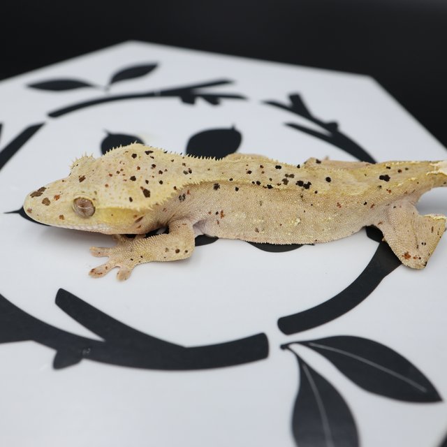 Dalmatian Super Dalmatian Altitude Normal