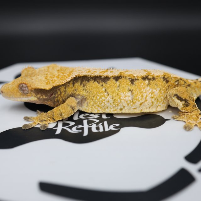 Tri Extreme Harlequin White Pin White Spot Normal