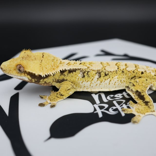 Tri Extreme Harlequin White Pin White Spot Normal