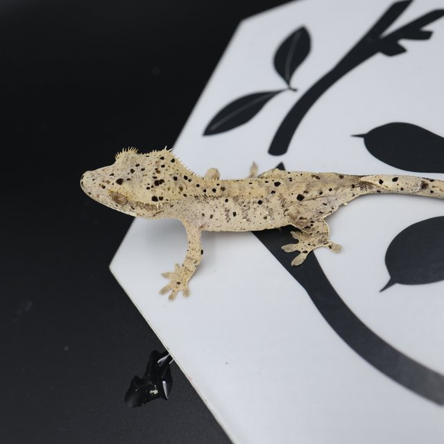 Altitude Dalmatian Super Dalmatian Normal