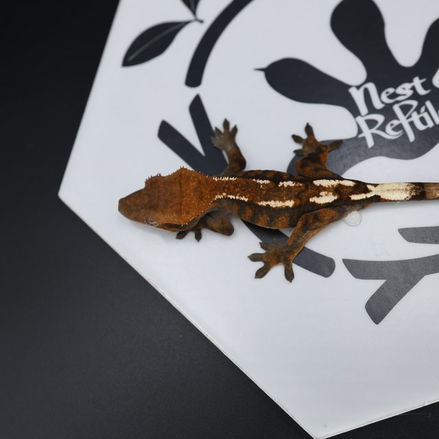 Sable Tri Extreme Harlequin White Pin