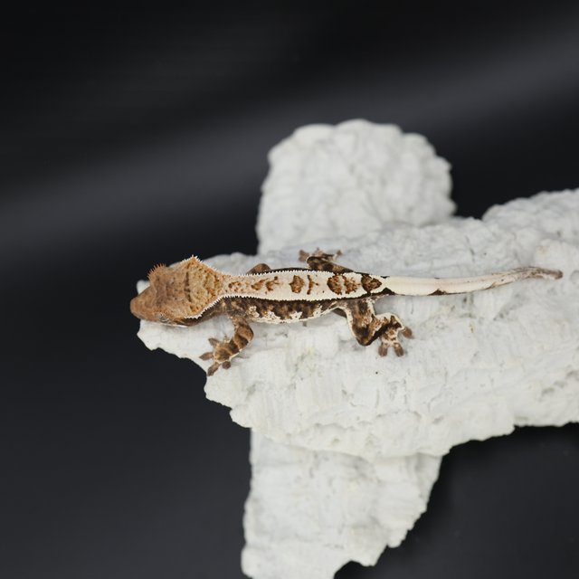 Sable Tri White Pin White Crown White Spot