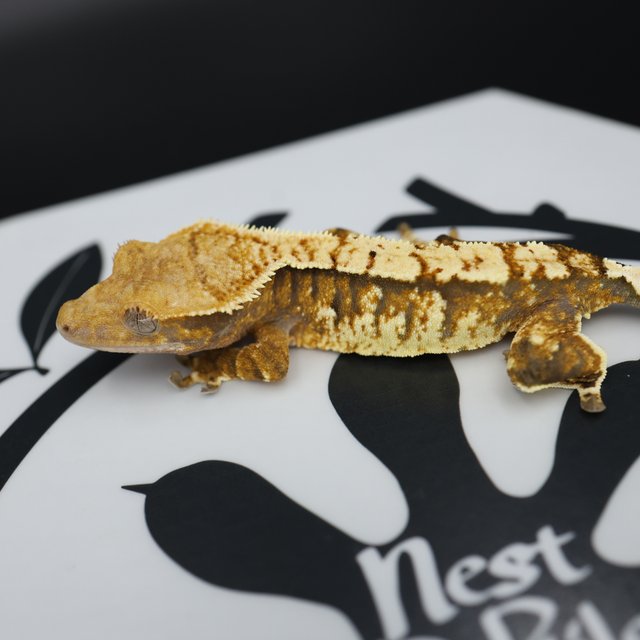 Normal Extreme Harlequin Tangerine White Spot White Pin