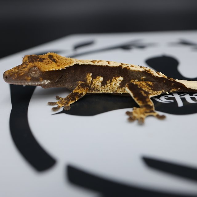 Normal Black White White Spot White Pin Quad