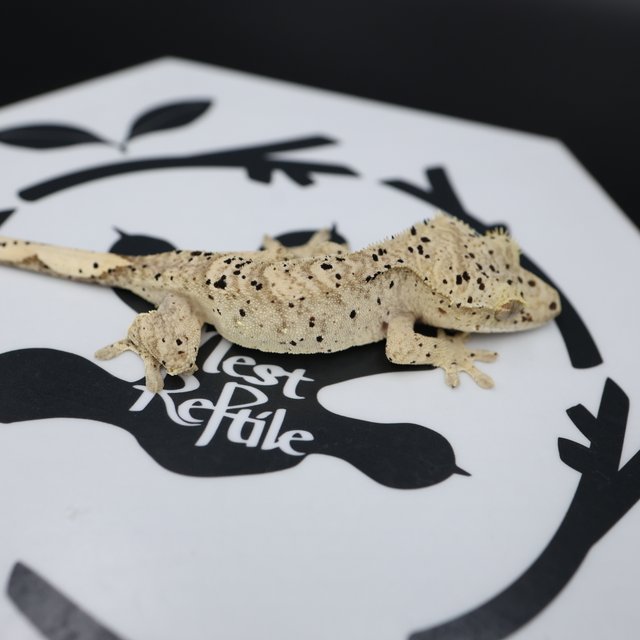 Dalmatian Super Dalmatian Altitude Normal