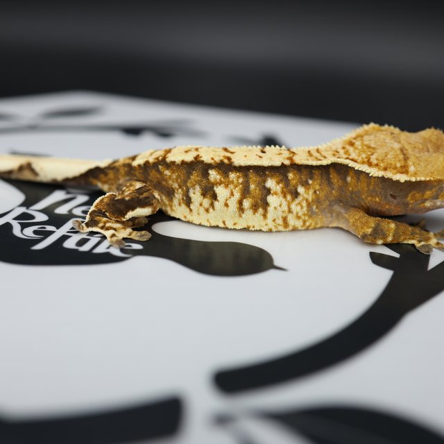 Normal Extreme Harlequin Tangerine White Spot White Pin