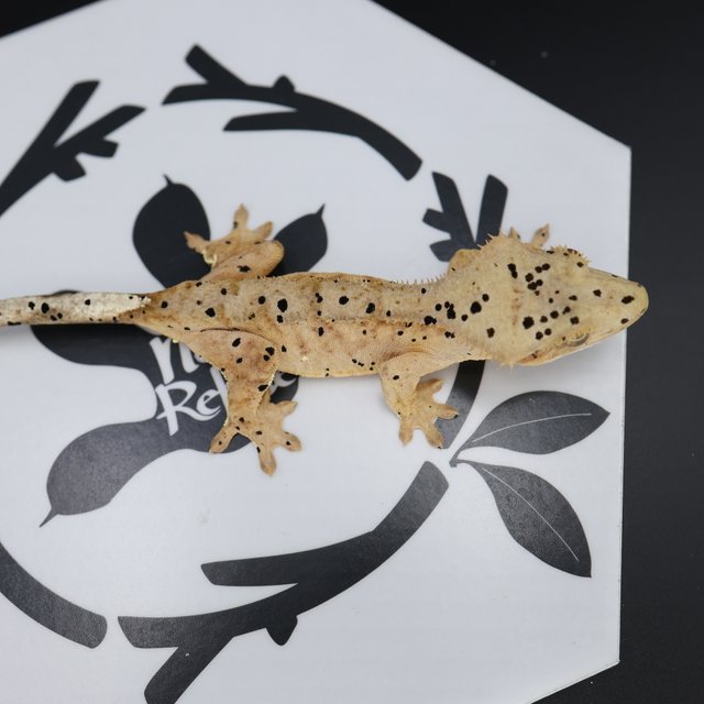 Dalmatian Super Dalmatian Altitude Normal