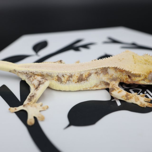 Lilly White Red Drippy White Spot White Pin