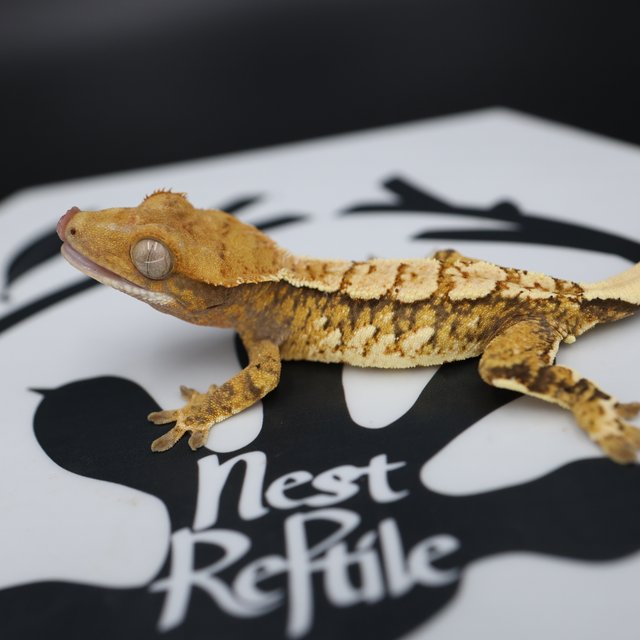 Normal Tri Extreme Harlequin White Spot White Pin Tangerine