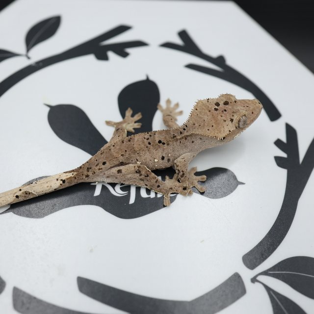 노멀 슈퍼달마시안