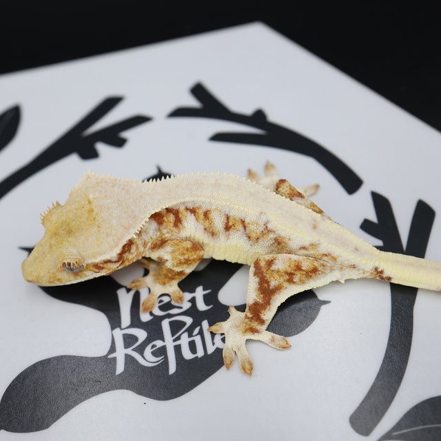 릴리화이트 트라이 화이트스팟 레드 엘리트 솔리드백