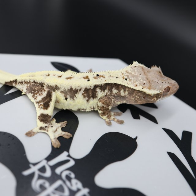 Frappuccino Drippy White Spot Full Pinstripe White Pin