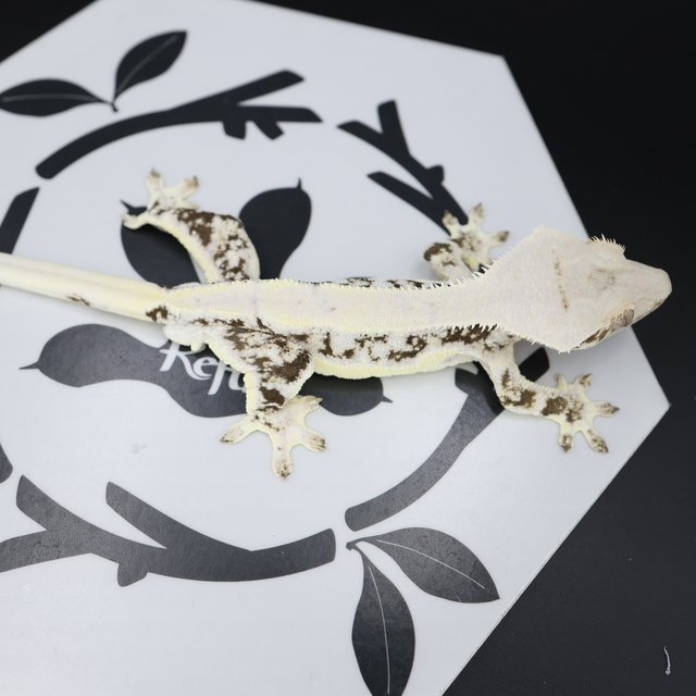 Tri Lilly White Elite