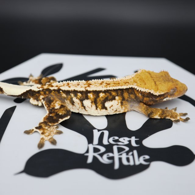 Normal Quad Extreme Harlequin Full Pinstripe White Spot Tangerine