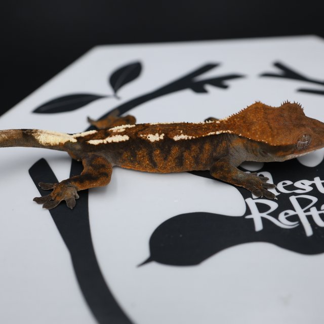 Sable Tri Extreme Harlequin White Pin