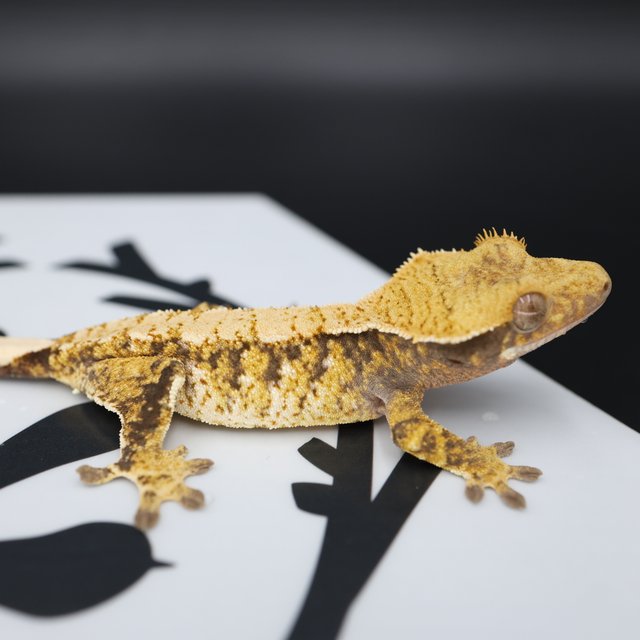 Normal Tri Extreme Harlequin White Spot Drippy Solid Back