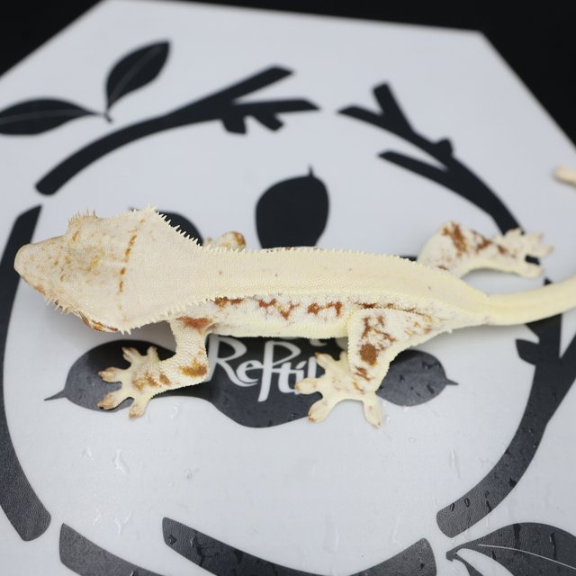 Normal Drippy Red Solid Back White Spot White Pin