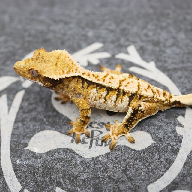 Normal White Spot Full Pinstripe Tri White Pin Extreme Harlequin