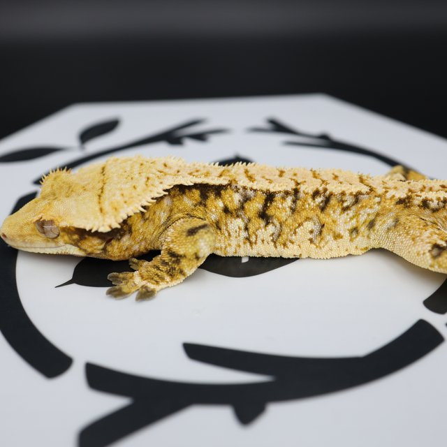 Tri Extreme Harlequin White Pin White Spot Normal