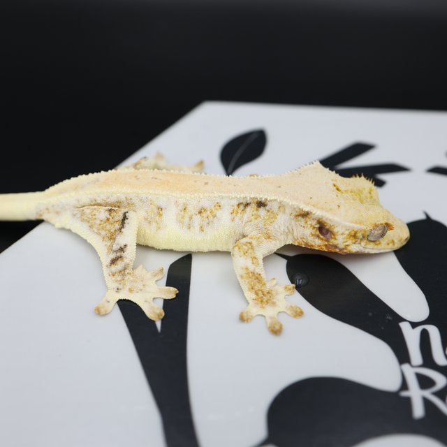 Lilly White White Spot Drippy Solid Back Full Pinstripe White Pin