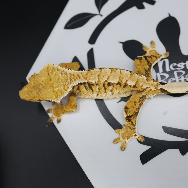 Normal Tri Extreme Harlequin White Spot White Pin