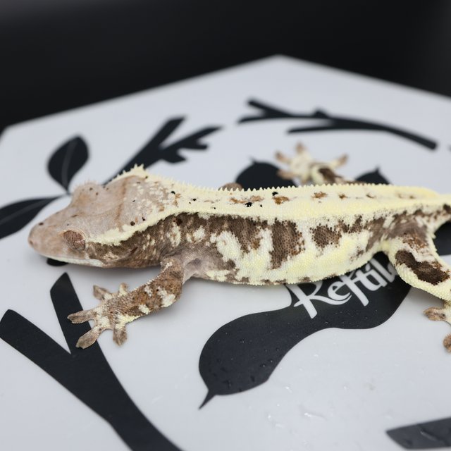 Frappuccino Drippy White Spot Full Pinstripe White Pin