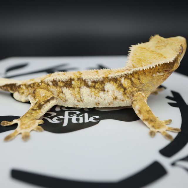 Normal Tri Quad White Spot Pinstripe Extreme Harlequin