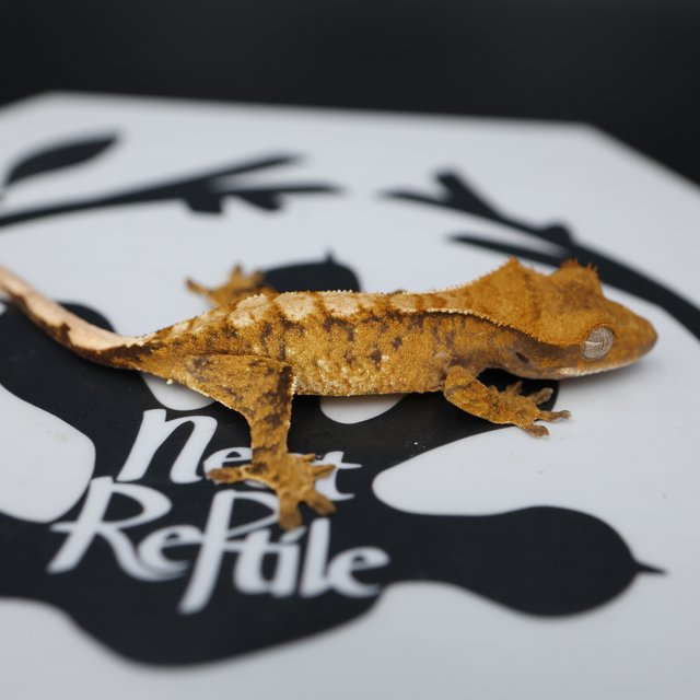 Normal Tri Tangerine Extreme Harlequin White Spot