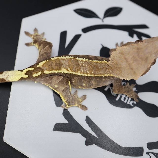 Normal Cappuccino White Spot Full Pinstripe White Pin