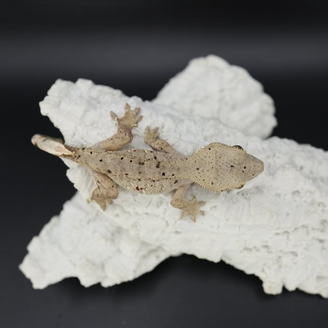 Patternless Phantom Bi Super Dalmatian Dalmatian