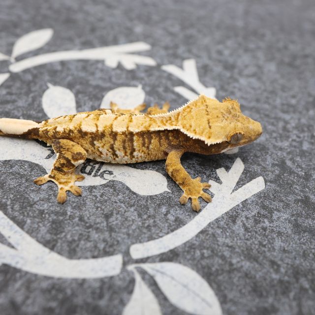 Normal Tri Extreme Harlequin White Spot White Pin