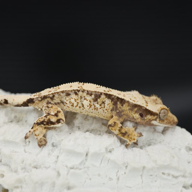 Normal Tri Extreme Harlequin White Crown White Spot Drippy