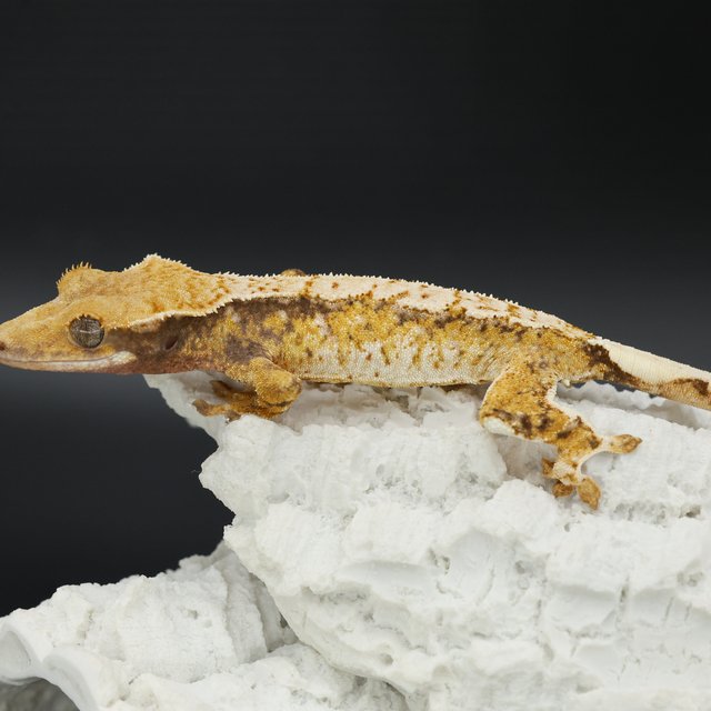 Normal Tri Drippy White Spot Extreme Harlequin White Pin