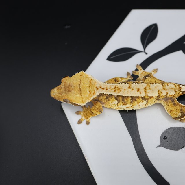 Tri Extreme Harlequin White Pin White Spot Normal