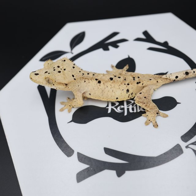 Dalmatian Super Dalmatian Altitude Normal