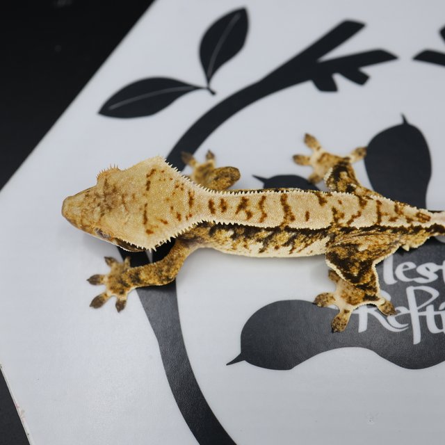 Tri Extreme Harlequin White Pin White Spot Normal